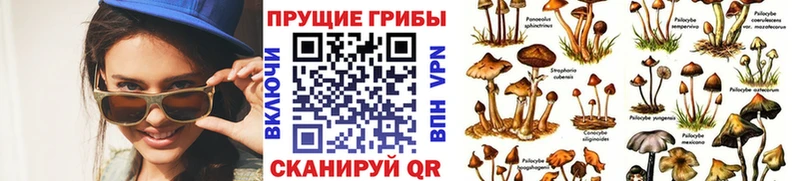 Псилоцибиновые грибы мицелий  Кологрив 